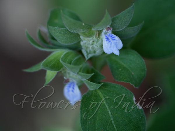 Blue-Throat Rungia